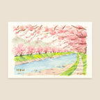 Bingying - Sakura in full bloom in Kawazu, Japan