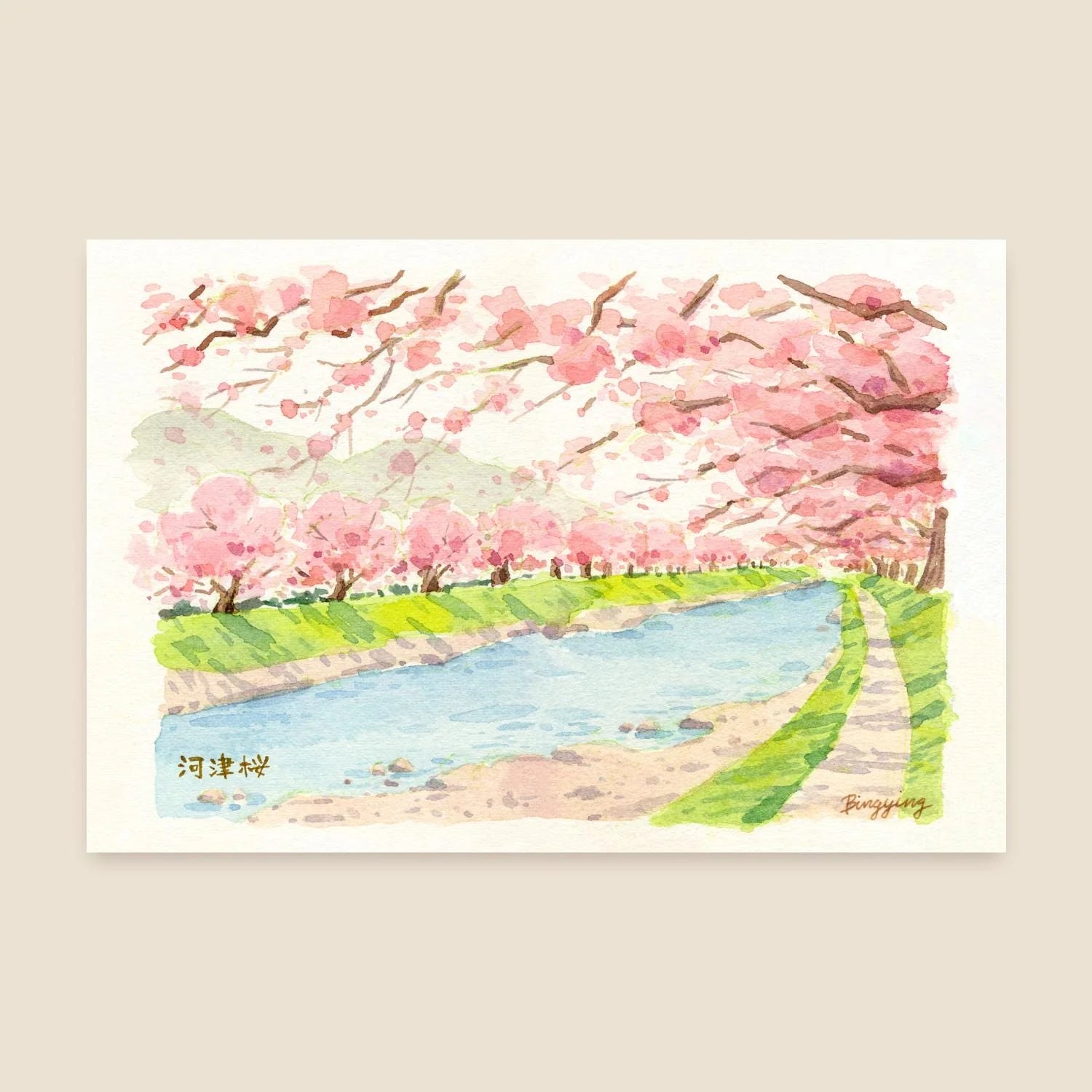 Bingying - Sakura in full bloom in Kawazu, Japan