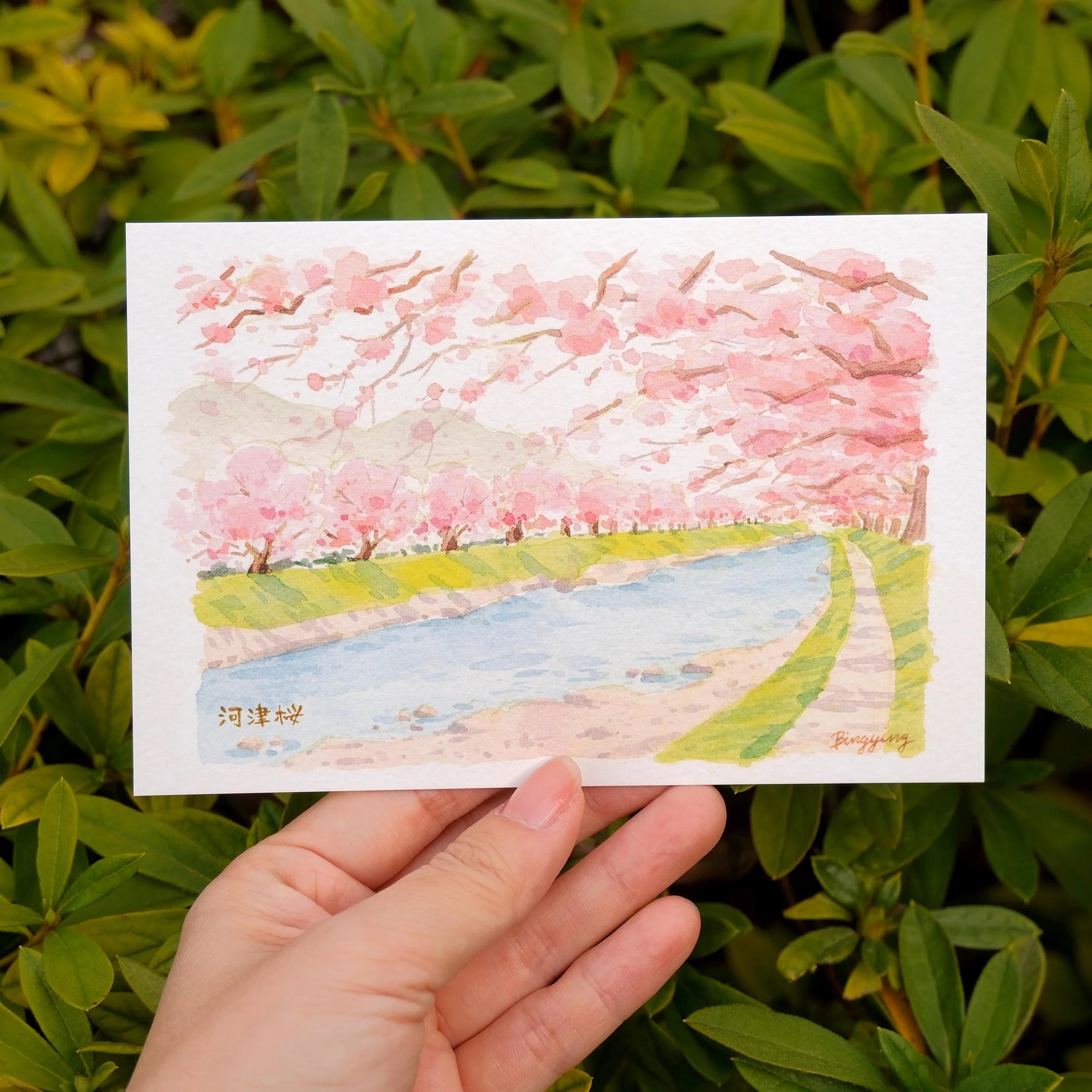Bingying - Sakura in full bloom in Kawazu, Japan