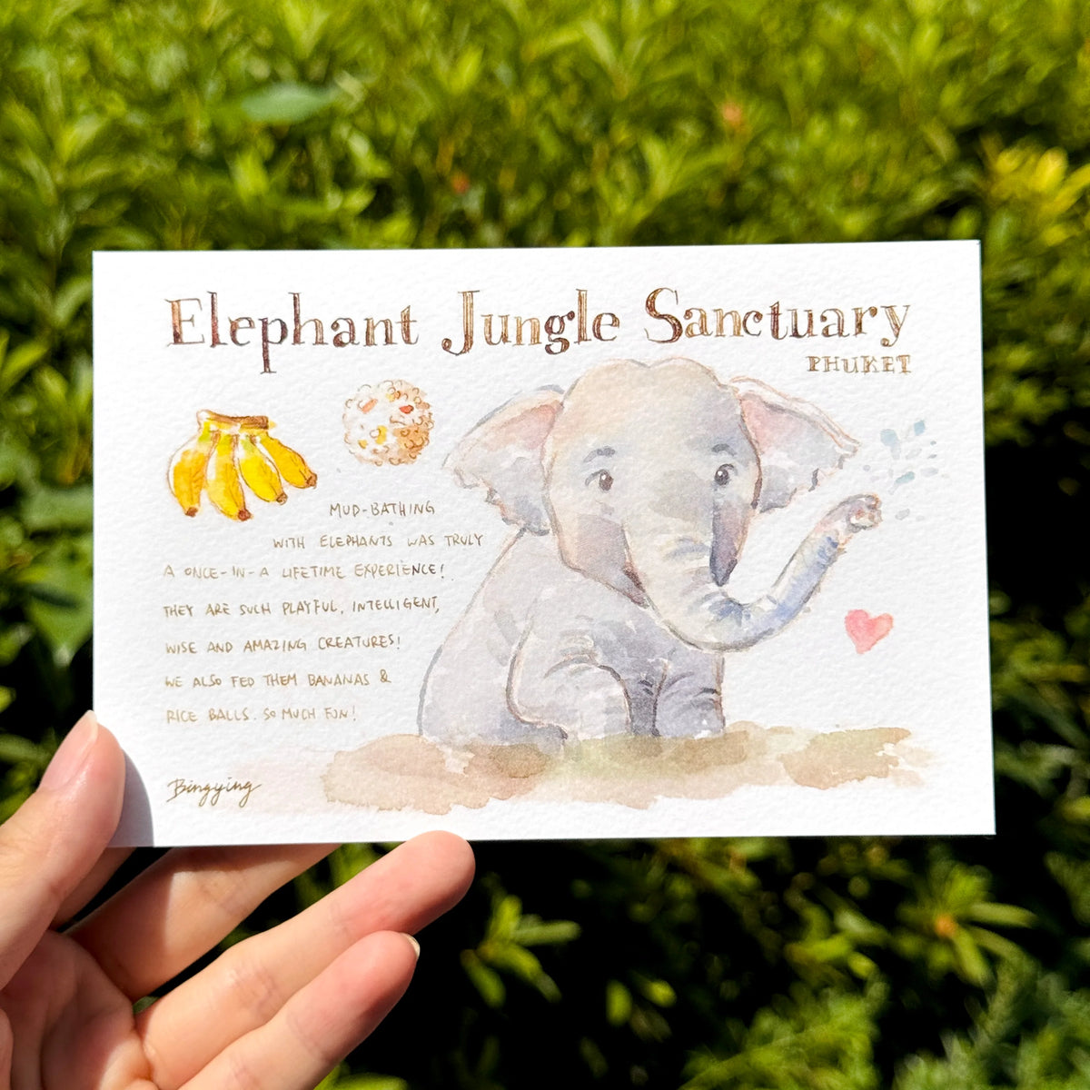 Bingying - Elephant in Phuket, Thailand