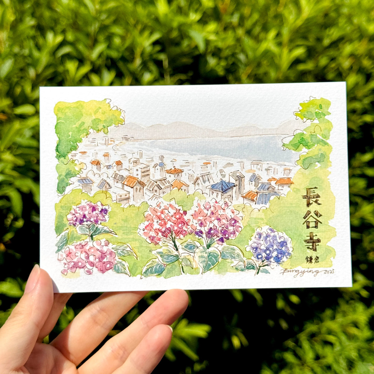 Bingying - Hydrangea Flowers in Kamakura, Japan